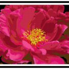 Shocking Pink Peony Blossom Pattern Chart Graph