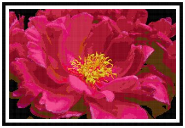 Shocking Pink Peony Blossom Pattern Chart Graph
