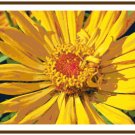 Firecracker Zinnia Blossom Pattern Chart Graph
