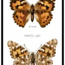 Painted Lady Butterfly Botanical Pattern Chart Graph