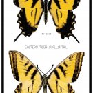 Eastern Tiger Swallowtail Butterfly Botanical Pattern Chart Graph Eastern Tiger Swallowtail Butterfly Botanical Pattern Chart Graph