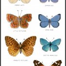 American Butterflies 1 Pattern Chart Graph