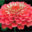 Tutu Zinnia Bloom Pattern Chart Graph Tutu Zinnia Bloom Pattern Chart Graph