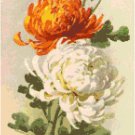 Orange and White Mums by Catherine Klein Pattern Chart Graph Orange and White Mums by Catherine Klein Pattern Chart Graph