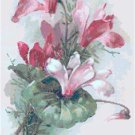 Cyclamen by Catherine Klein Pattern Chart Graph