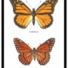 Monarch and Viceroy Butterflies Pattern Chart Graph Monarch and Viceroy Butterflies Pattern Chart Graph