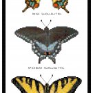 Swallowtail Butterflies Pattern Chart Graph