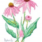 Coneflowers Cross Stitch Pattern Chart Graph