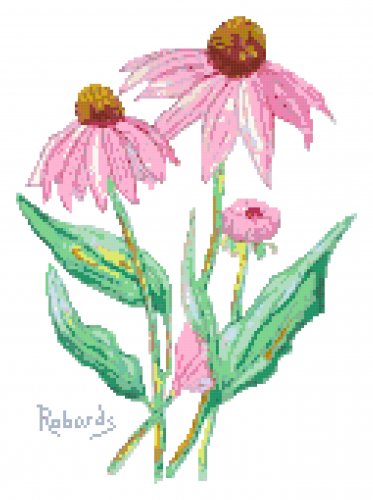 Coneflowers Cross Stitch Pattern Chart Graph