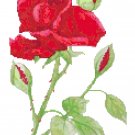 Red Velvet Rose Cross Stitch Pattern Chart Graph Red Velvet Rose Cross Stitch Pattern Chart Graph