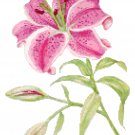 Stargazer Lily Cross Stitch Pattern Chart Graph
