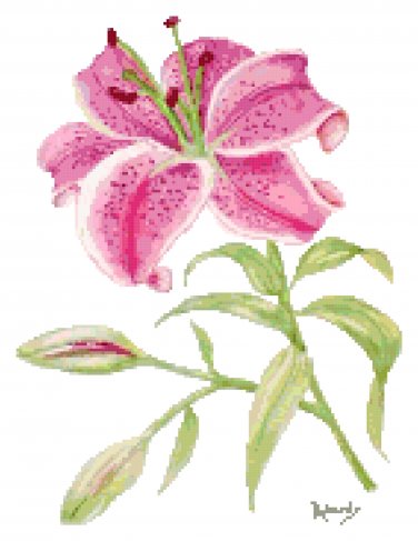 Stargazer Lily Cross Stitch Pattern Chart Graph