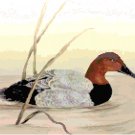 Male Canvasback Duck on Pond Cross Stitch Pattern Chart Graph