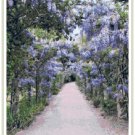 Wisteria Garden Cross Stitch Pattern Chart Graph Wisteria Garden Cross Stitch Pattern Chart Graph