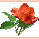 Fiesta Rose Cross Stitch Pattern Chart Graph
