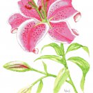 Stargazer Lily by Kate Robards Pattern Chart Graph