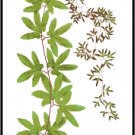 Fern Botanical - Lygodium palmatum