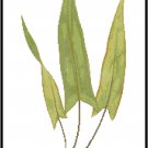 Fern Botanical - Doryopteris sagittaefolia