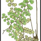 Fern Botanical Pteridaceae adiantum