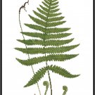 Fern Botanical - Polypodium phegopteris
