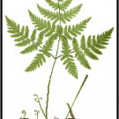 Fern Botanical - Polypodium dyopteris