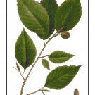 White Beech Leaves Botanical