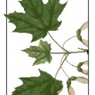 Sugar Maple Leaves Botanical