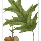 Red Oak Leaves Botanical