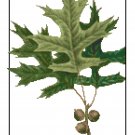 Pin Oak Leaves Botanical