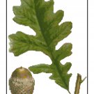 Overcup White Oak Leaf Botanical Overcup White Oak Leaf Botanical