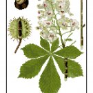 Ohio Buckeye Leaf and Flower Botanical