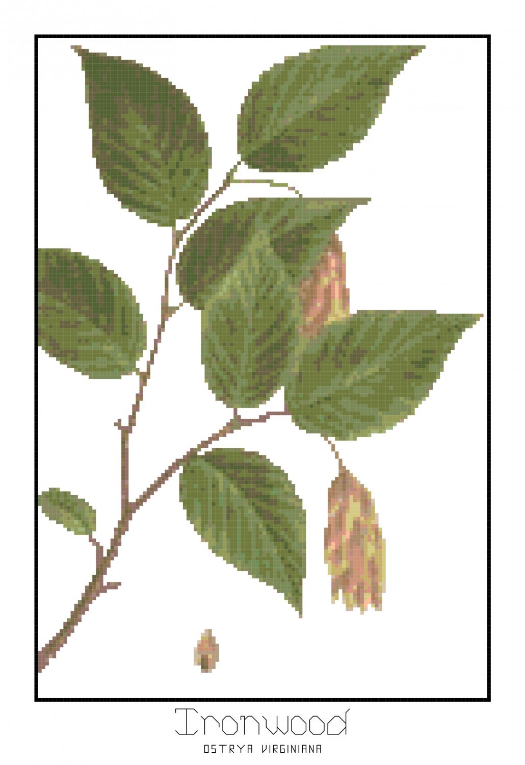 Ironwood Leaves Botanical