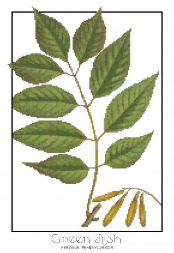 Green Ash Leaves Botanical
