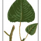 Cottonwood Leaves Botanical