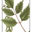 Box Elder Leaves Botanical Box Elder Leaves Botanical