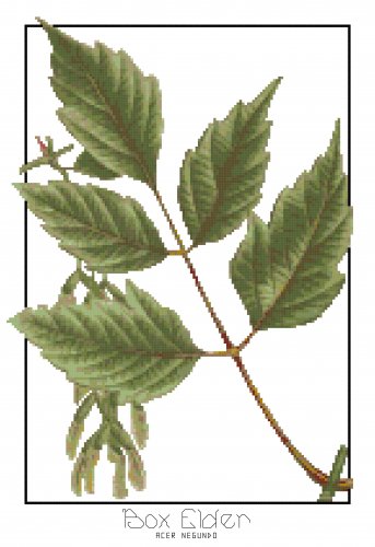 Box Elder Leaves Botanical