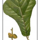 Blackjack Oak Leaf Botanical