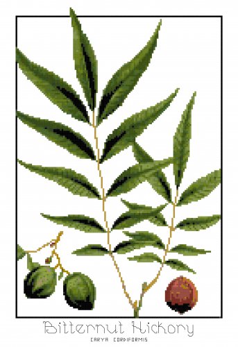 Bitternut Hickory Leaves Botanical