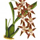Dancing Lady Nevada Style Orchid Botanical
