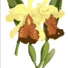Reina del Choco  Orchid Botanical
