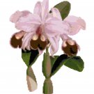 Ruby Lipped Style Orchid Botanical Ruby Lipped Style Orchid Botanical