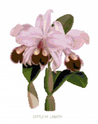 Ruby Lipped Style Orchid Botanical