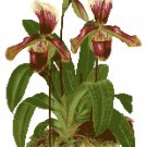 Woodland Lady Slipper Orchid Botanical