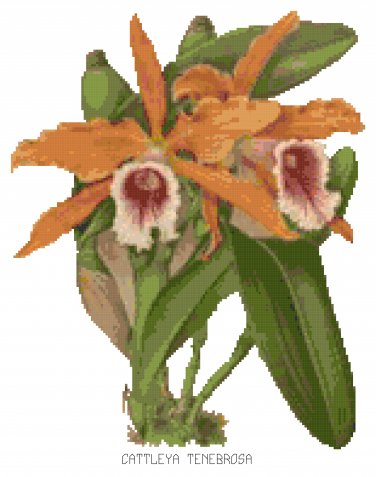 Tinonee Orchid Botanical