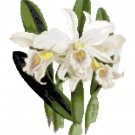 White Satin Orchid Botinical