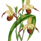 Browny Lady Slipper Orchid Botanical