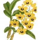 Fried Egg Orchid Botanical