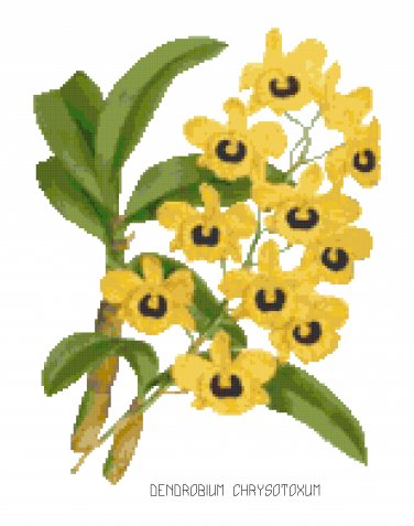 Fried Egg Orchid Botanical