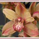 Cymbidium Orchid 1 Pattern Chart Graph