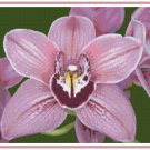 Cymbidium Orchid 2 Pattern Chart Graph